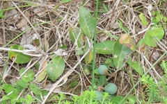 Salacia kraussii