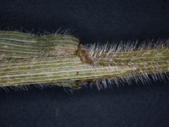 Bromus nottowayanus