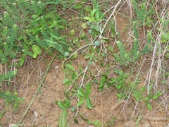 Salacia kraussii