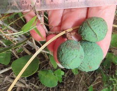 Salacia kraussii