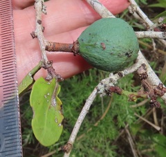 Salacia kraussii