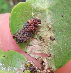 Salacia kraussii