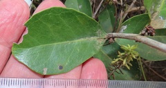 Salacia kraussii