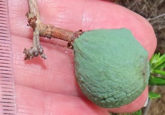Salacia kraussii