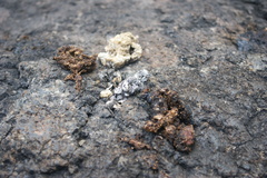 Bassariscus