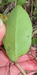 Salacia kraussii