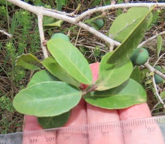 Salacia kraussii
