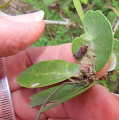 Salacia kraussii