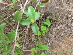 Salacia kraussii