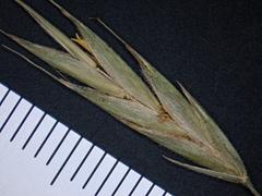 Bromus nottowayanus