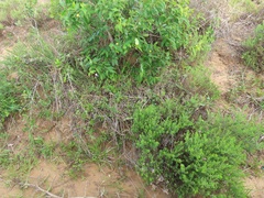 Salacia kraussii