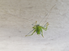 Meconema meridionale