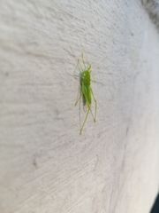 Meconema meridionale