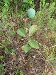 Salacia kraussii