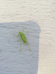 Meconema meridionale