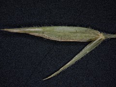 Bromus nottowayanus