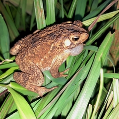 Ingerophrynus biporcatus