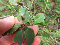 Salacia kraussii