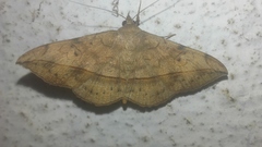 Anticarsia irrorata