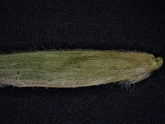 Bromus nottowayanus