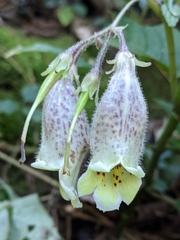 Loxostigma griffithii