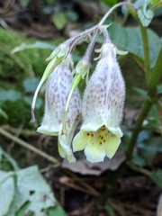 Loxostigma griffithii