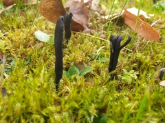 Trichoglossum hirsutum