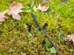 Trichoglossum hirsutum