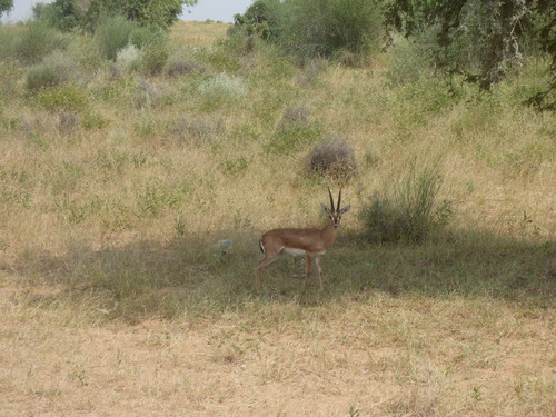Indian Gazelle