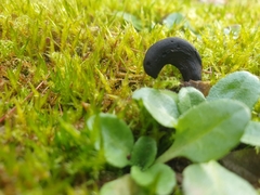 Trichoglossum hirsutum