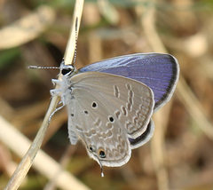 Chilades parrhasius parrhasius