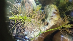 Ceratophyllum