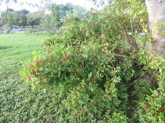 Schinus terebinthifolia