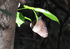 Euploea midamus