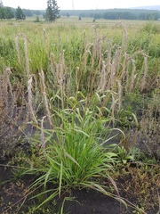 Elymus confusus