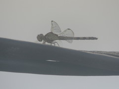 Erythrodiplax umbrata