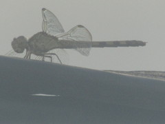 Erythrodiplax umbrata