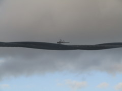 Erythrodiplax umbrata