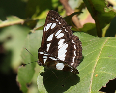 Neptis jumbah nalanda