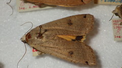 Noctua pronuba