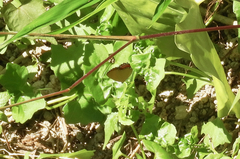 Heliophorus epicles