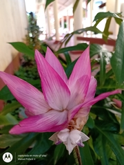 Liliopsida