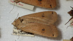 Noctua pronuba