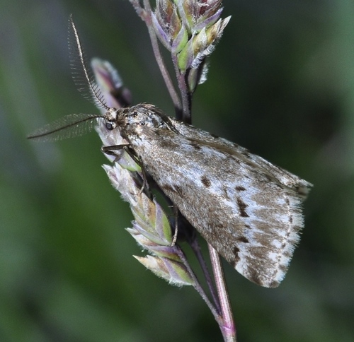 Phyllometra gracilaria