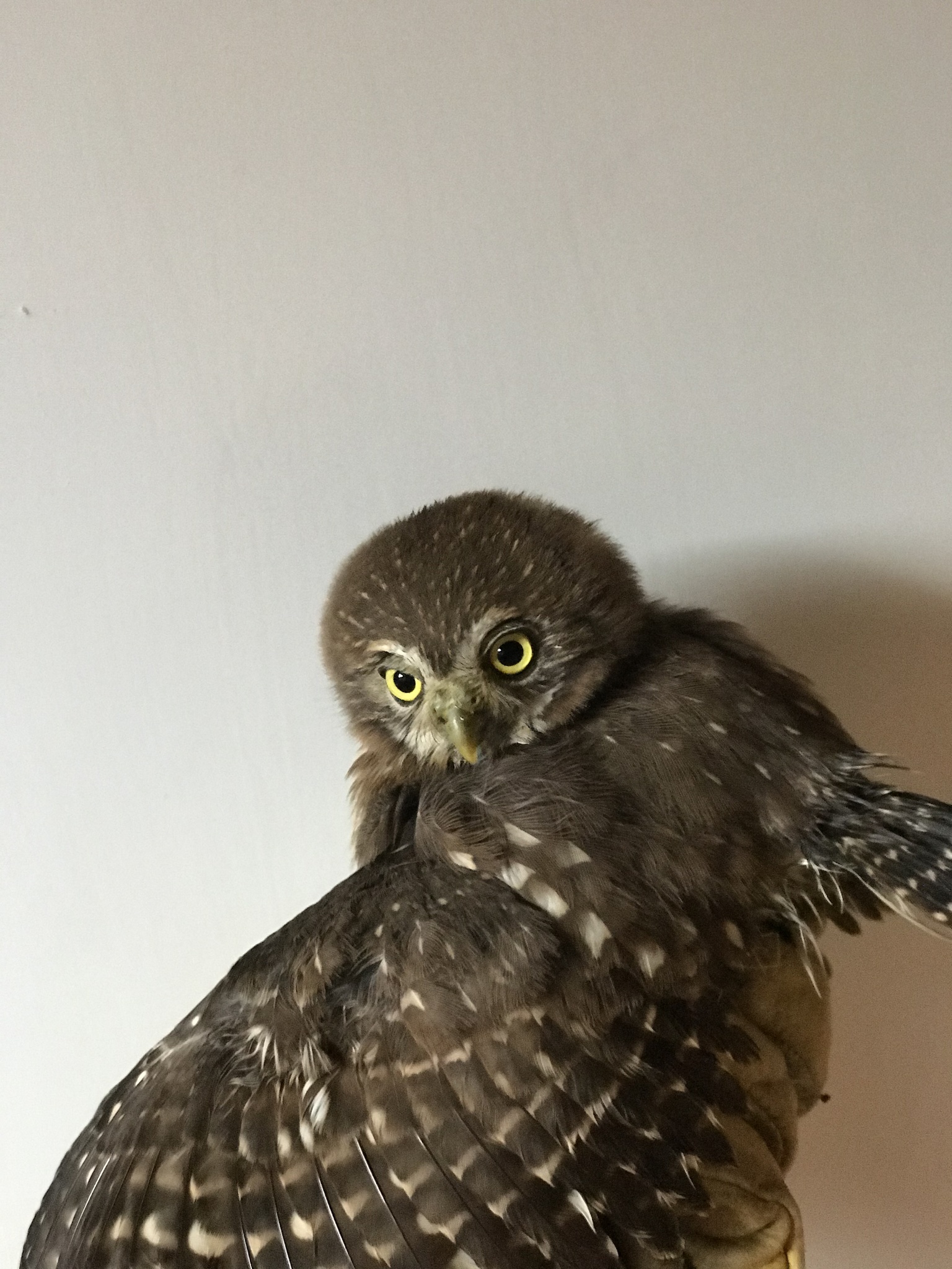 Glaucidium peruanum image