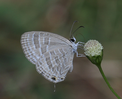 Jamides celeno celeno