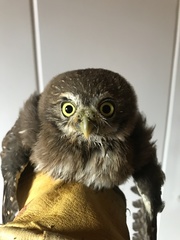 Glaucidium peruanum