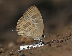 Jamides celeno celeno