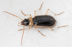 Nebria livida