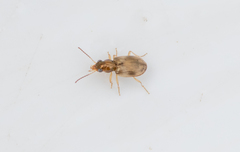 Bembidion ruficolle